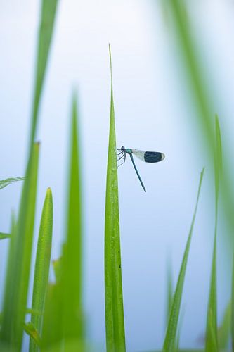Weidebeekjuffer hangend aan een stengel van groen riet