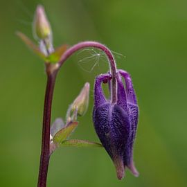 purple aquilegia