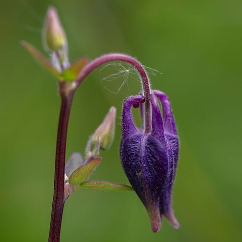 aquilegia pourpre