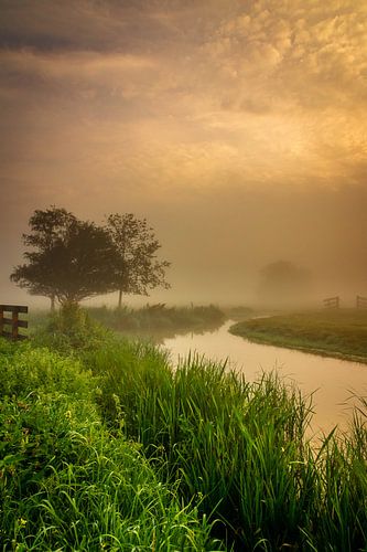 Matins brumeux