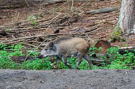 The wild boar. 1 of the piglet 5 of the Netherlands by Merijn Loch