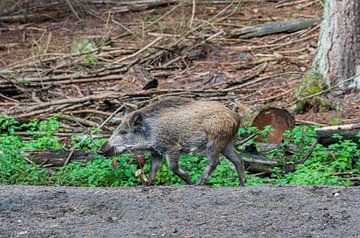 Het wild Zwijn. 1 van de big 5 van Nederland van Merijn Loch