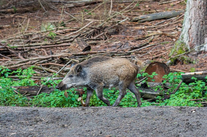 The wild boar. 1 of the piglet 5 of the Netherlands by Merijn Loch