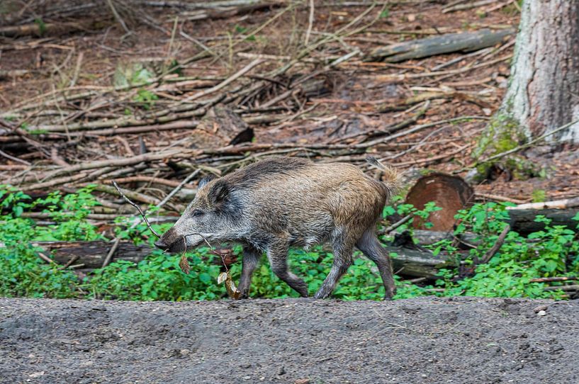 Das Wildschwein. 1 des Ferkels 5 der Niederlande von Merijn Loch