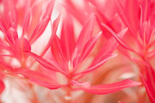De kleurrijke macrowereld van planten