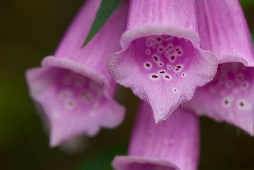 digitalis by Karin Jähne