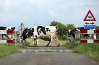 Traversée de vaches par Luuk van der Lee Aperçu