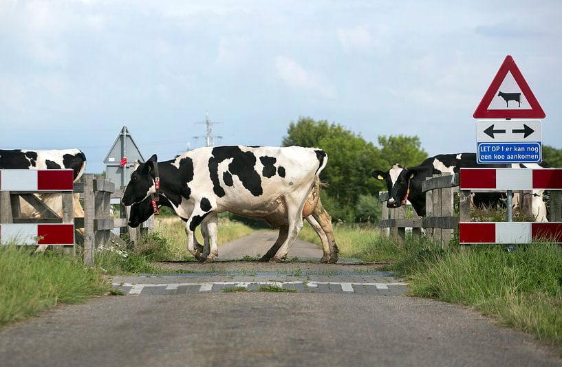Traversée de vaches par Luuk van der Lee