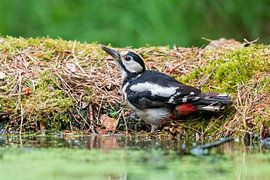 Grote bonte specht van Merijn Loch