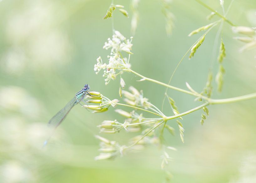 Miss on white flowers by Ronald Buitendijk Fotografie