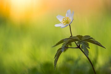 Anémone de forêt au lever du soleil sur John van de Gazelle fotografie