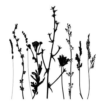 Botanische illustratie met planten, wilde bloemen en grassen 2.  Zwart wit. van Dina Dankers