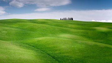 Trees in the distance in the green Tuscan landscape