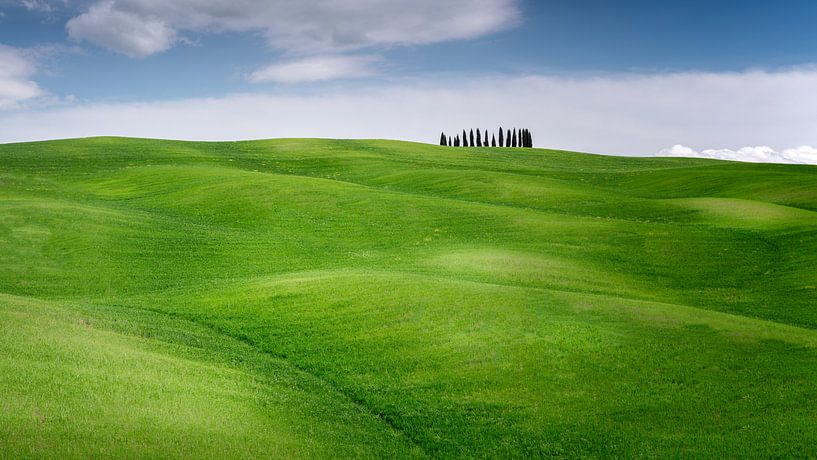 Bäume in der Ferne in der grünen toskanischen Landschaft von Rene Siebring