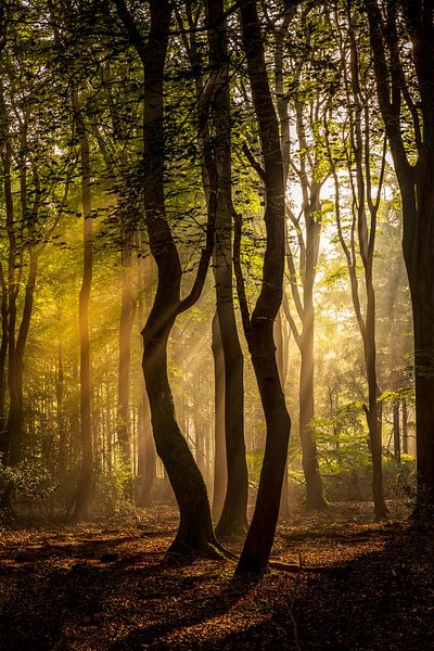 Tanzende Bäume in der Sonne im Speulderbos in den Niederlanden von Bart Ros