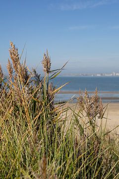 Rustgevende rietpluimen aan zee van Nicolette Suijkerbuijk