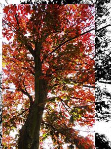 Tree Magic 57