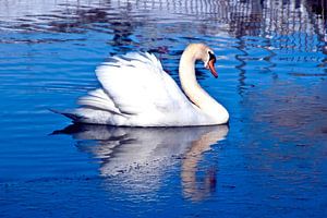 mein lieber Schwan