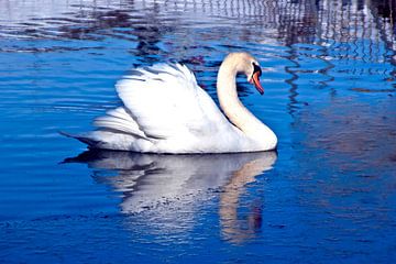 my dear swan by Norbert Sülzner