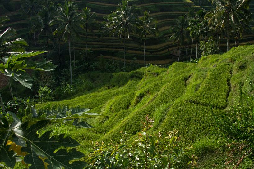 Terrassen rijsveld Bali by Leanne lovink