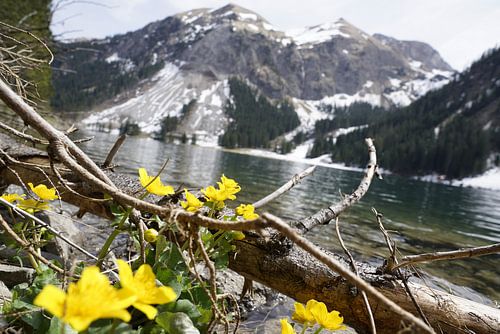 De Vilsalpsee in het Tannheimer Tal met spiegelend water en een alpenberglandschap op de achtergrond.