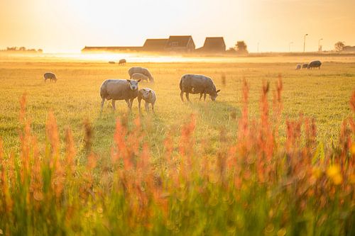Spring light on the island of Marken