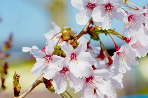 Japanse bloesems in pasteltinten