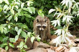 Racoon von Kees vd Heijden