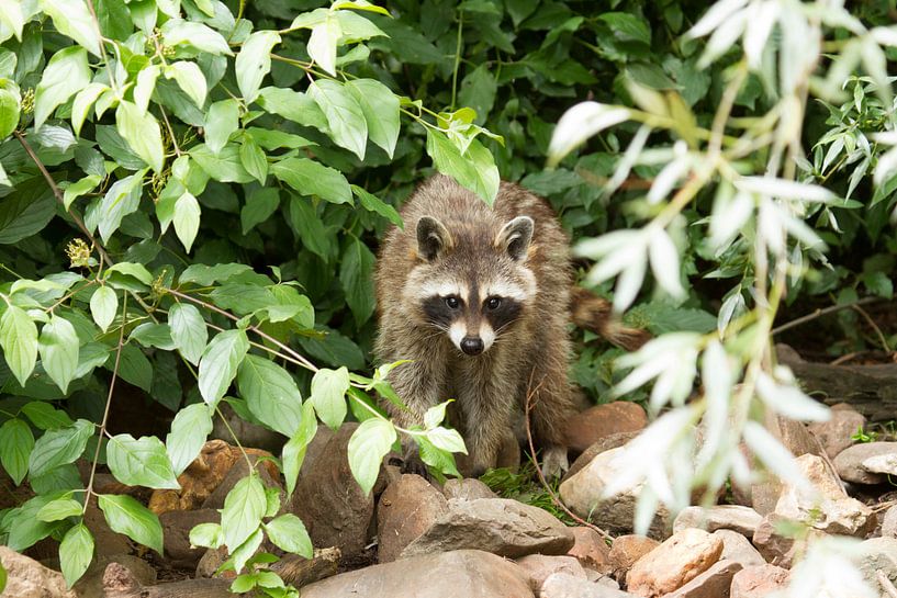 Racoon by Kees vd Heijden