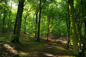 Teutoburger Wald