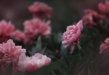 Champ de pivoines roses