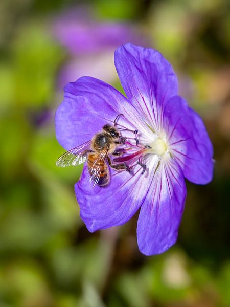 De bij, klein kunstwerk van de natuur - de bij, het kleine kunstwerk van de natuur van Christina Bauer Photos