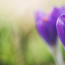 Crocus Klose-up sur Gerrit Anema