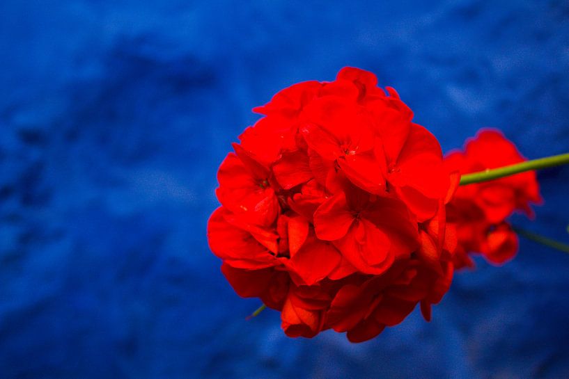 Rode bloem van Stijn de Jong