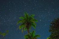 palmboom met sterrenachtergrond van Isai Meekers thumbnail