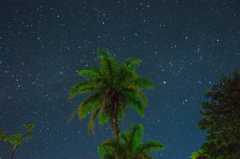 palmboom met sterrenachtergrond van Isai Meekers