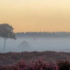 Blooming heather in the morning