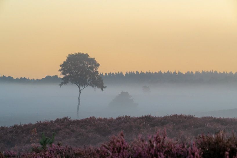Blooming heather in the morning by Van Renselaar Fotografie