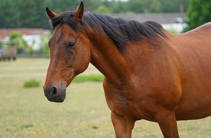 Trakehner Feldmeyer in the pasture by Babetts Bildergalerie