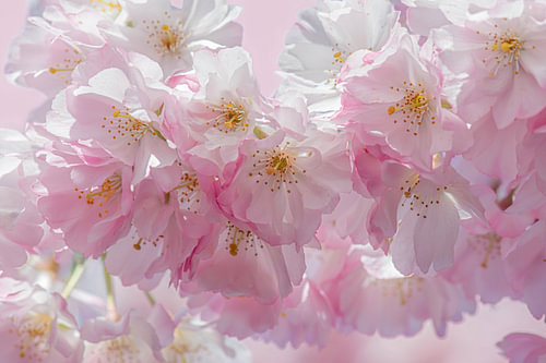 Roze bloesems van Hanneke Luit