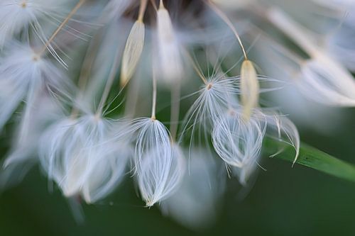 Peluche de pissenlit