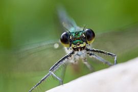 Waterjuffer von Stefan Wapstra