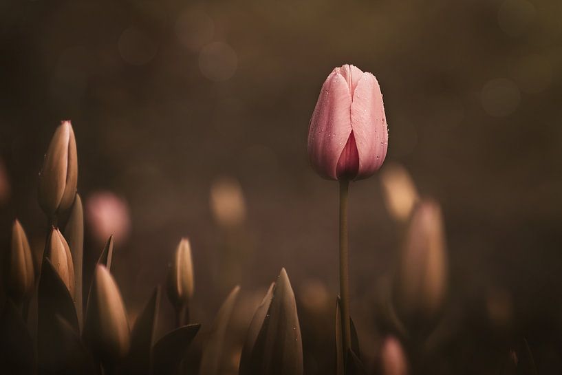 Launische rosa Tulpe von Marina de Wit