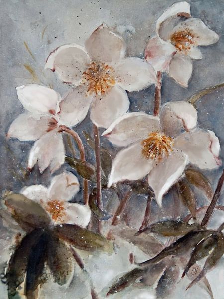 Christrose von Christine Nöhmeier