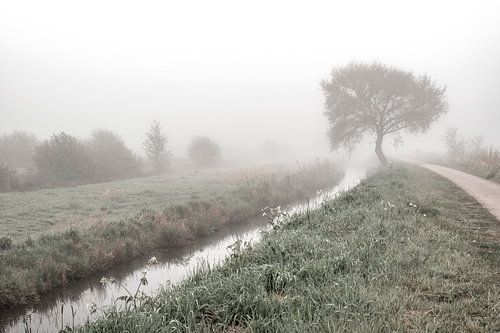 Mistige Schoonheid van Madijk in Eelderwolde: Een Moment van Sereniteit Vastgelegd