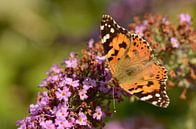 Distelvlinder op een vlinderstruik van Rene Mensen thumbnail