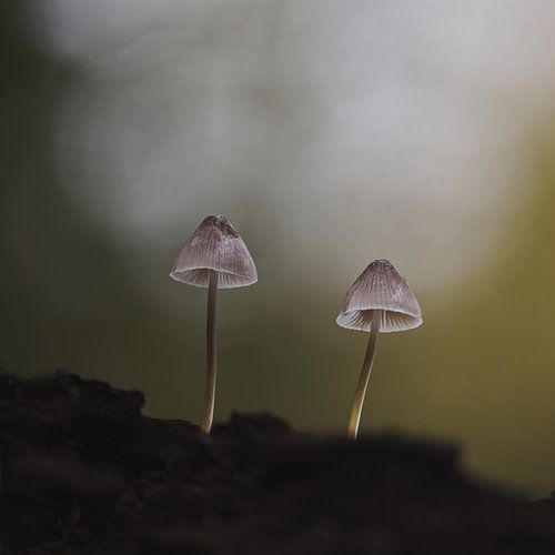 Pilze im Wald