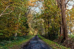Waldweg im Herbst.