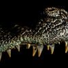 Crocodiles upper jaw close-up sur Rob Smit