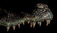Crocodiles upper jaw close-up by Rob Smit thumbnail